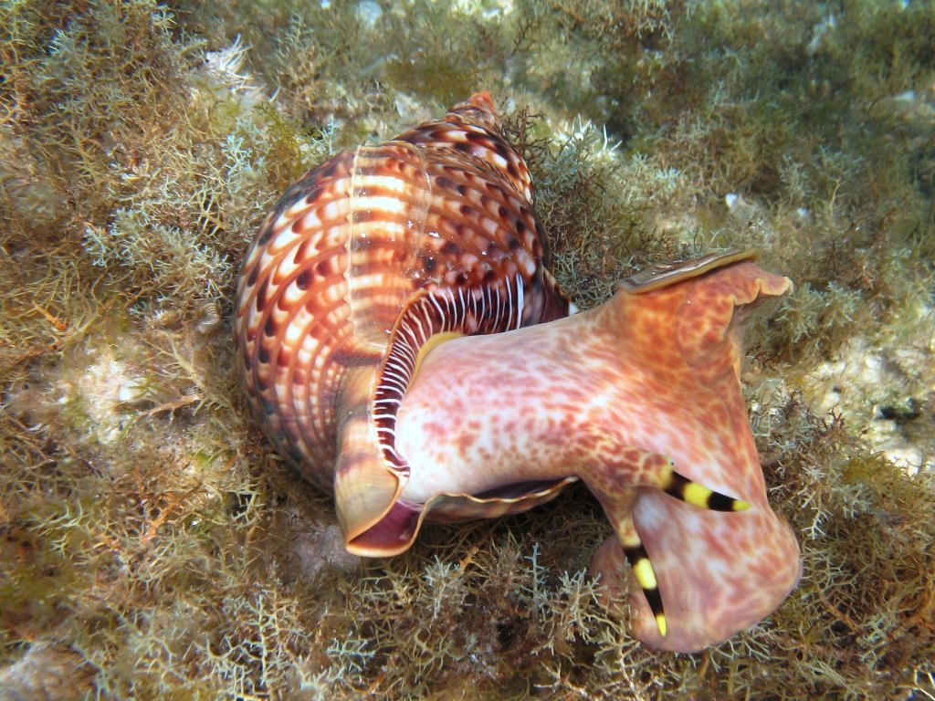 Charonia variegata (Lamarck, 1816)